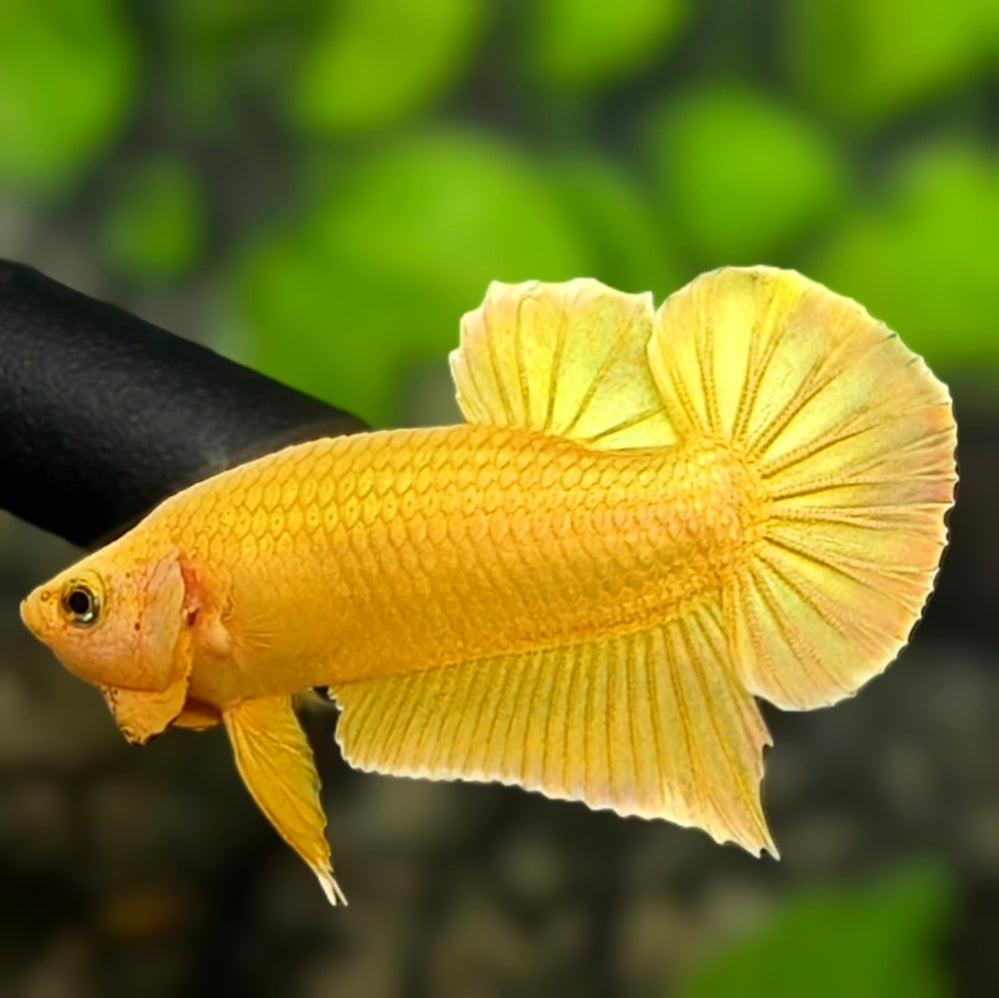 Solid Super Gold 24K Over HMPK Betta Fish Male