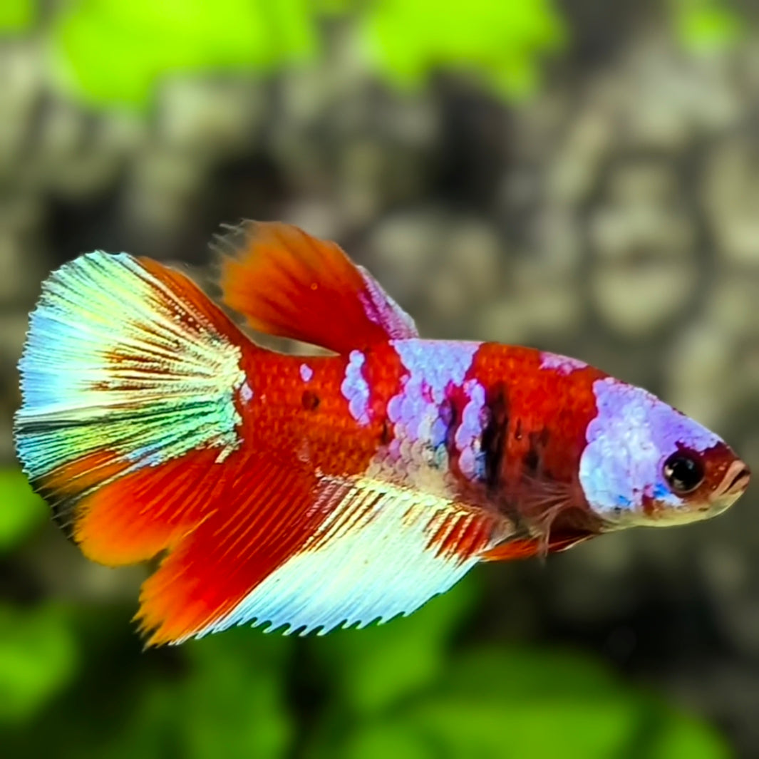 Red Koi Galaxy Halfmoon Betta Fish Female For Sorority / Breed