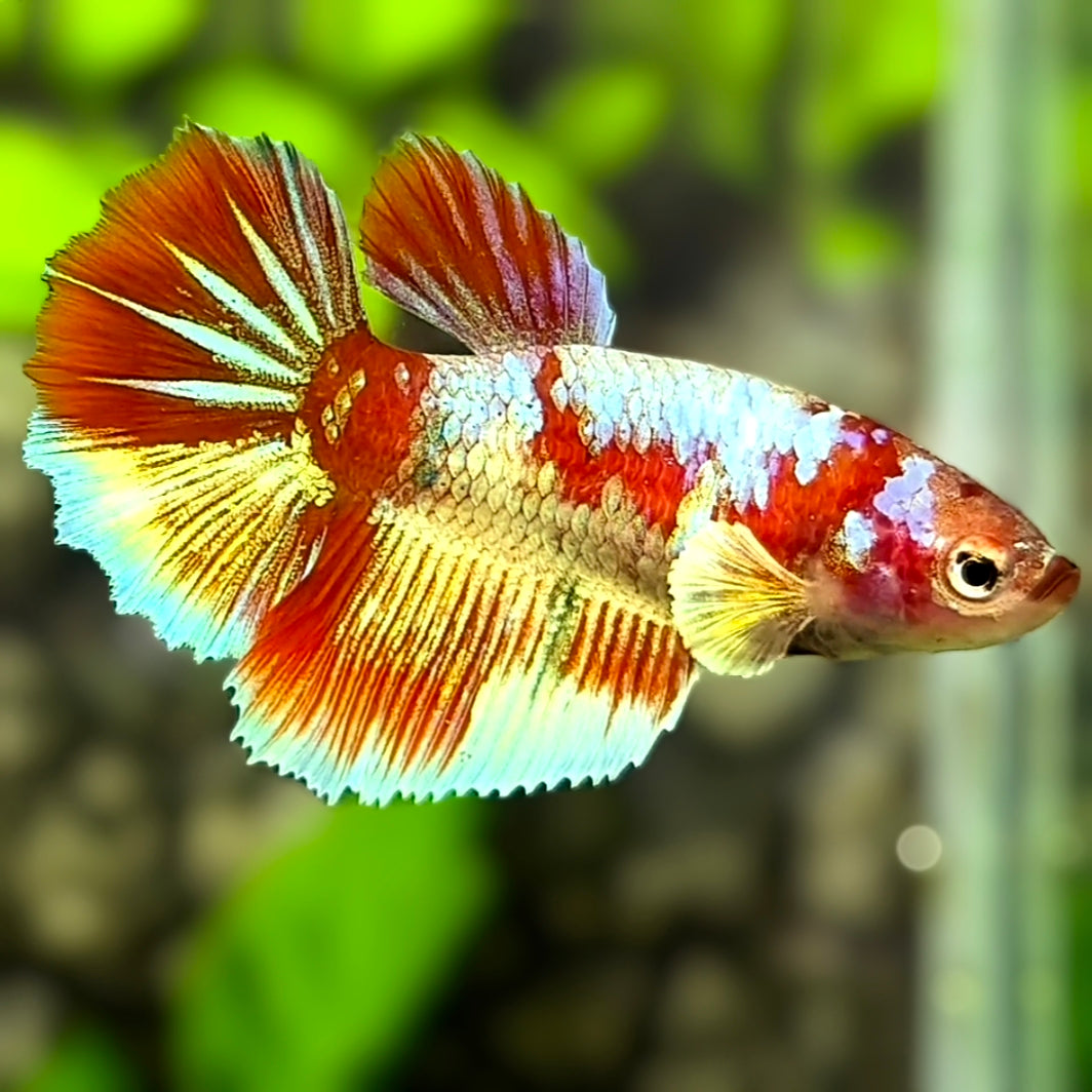 Red Barongsai Halfmoon Betta Fish Female For Sorority / Breed