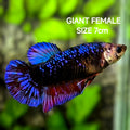 Avatar Purple JUMBO GIANT HMPK Betta Fish Female