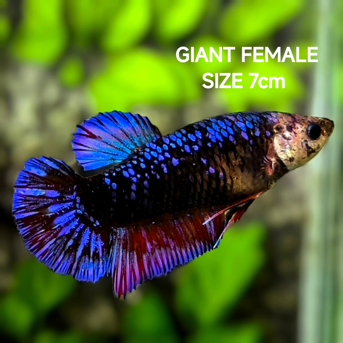 Avatar Purple JUMBO GIANT HMPK Betta Fish Female