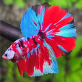 Multicolor Red Tiger Galaxy Halfmoon Betta Fish Male