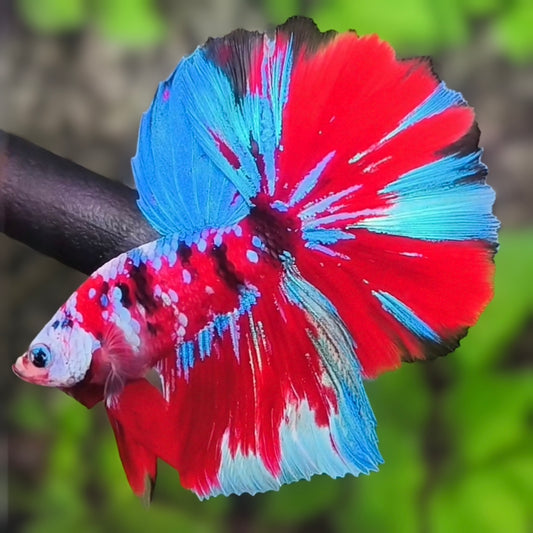 Multicolor Red Tiger Galaxy Halfmoon Betta Fish Male