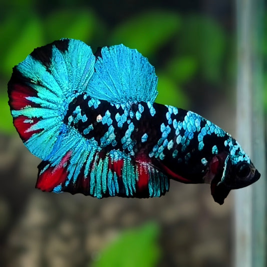 Avatar Turquoise HMPK Betta Fish Male