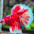 Red Barongsai Pink Galaxy Halfmoon Betta Fish Male