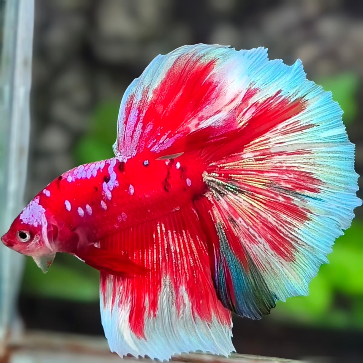 Red Barongsai Pink Galaxy Halfmoon Betta Fish Male