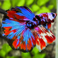 Multicolor Red Tiger Galaxy Halfmoon Betta Fish Male