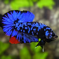 Avatar Blackstar Super Blue HMPK Betta Fish Male