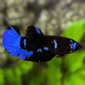Avatar Blue Blackstar HMPK Betta Fish Female For Sorority / Breed