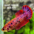 Red Fancy JUMBO GIANT HMPK Betta Fish Female