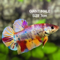Multicolor Metalic JUMBO GIANT HMPK Betta Fish Male