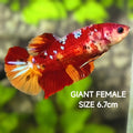 Koi Nemo Galaxy JUMBO GIANT HMPK Betta Fish Female