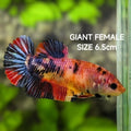 Multicolor Candy JUMBO GIANT HMPK Betta Fish Female