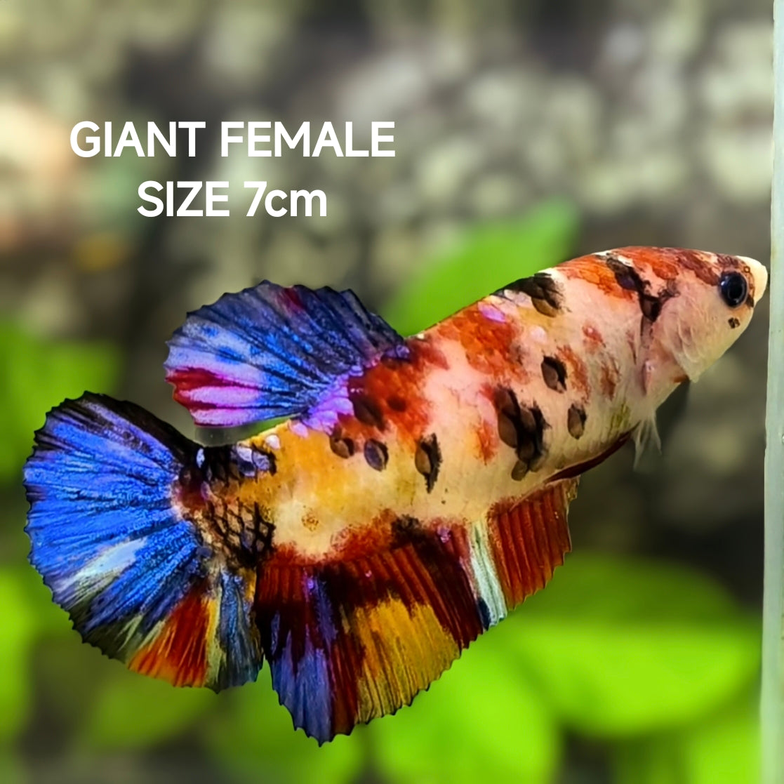 Multicolor Koi Tiger JUMBO GIANT HMPK Betta Fish Female