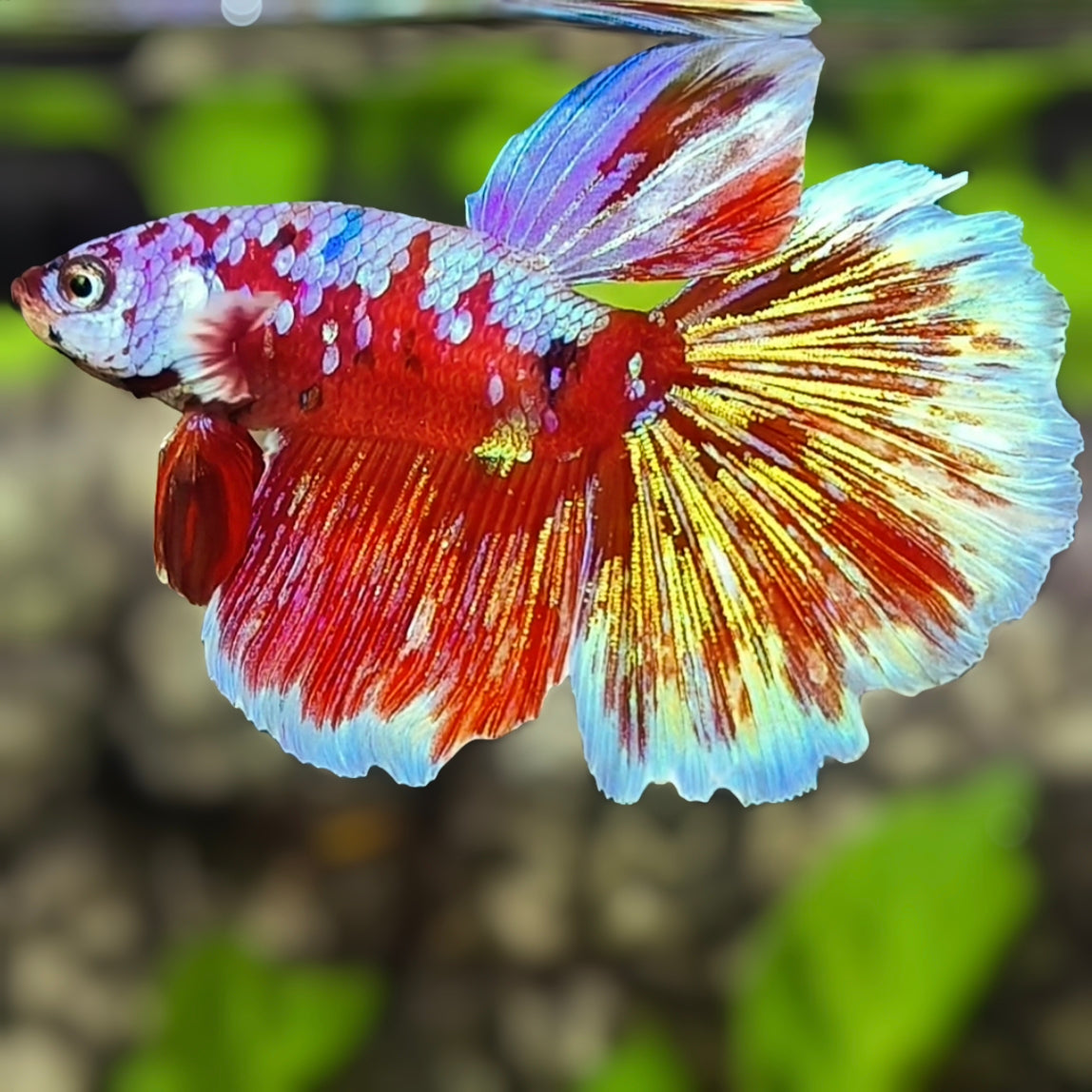 Red Barongsai Galaxy Halfmoon Betta Fish Male