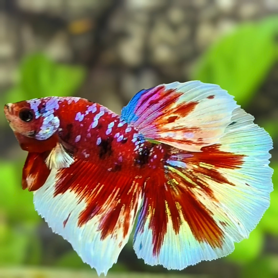 Red Barongsai Galaxy Halfmoon Betta Fish Male
