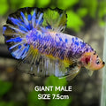 Marble JUMBO GIANT HMPK Betta Fish Male