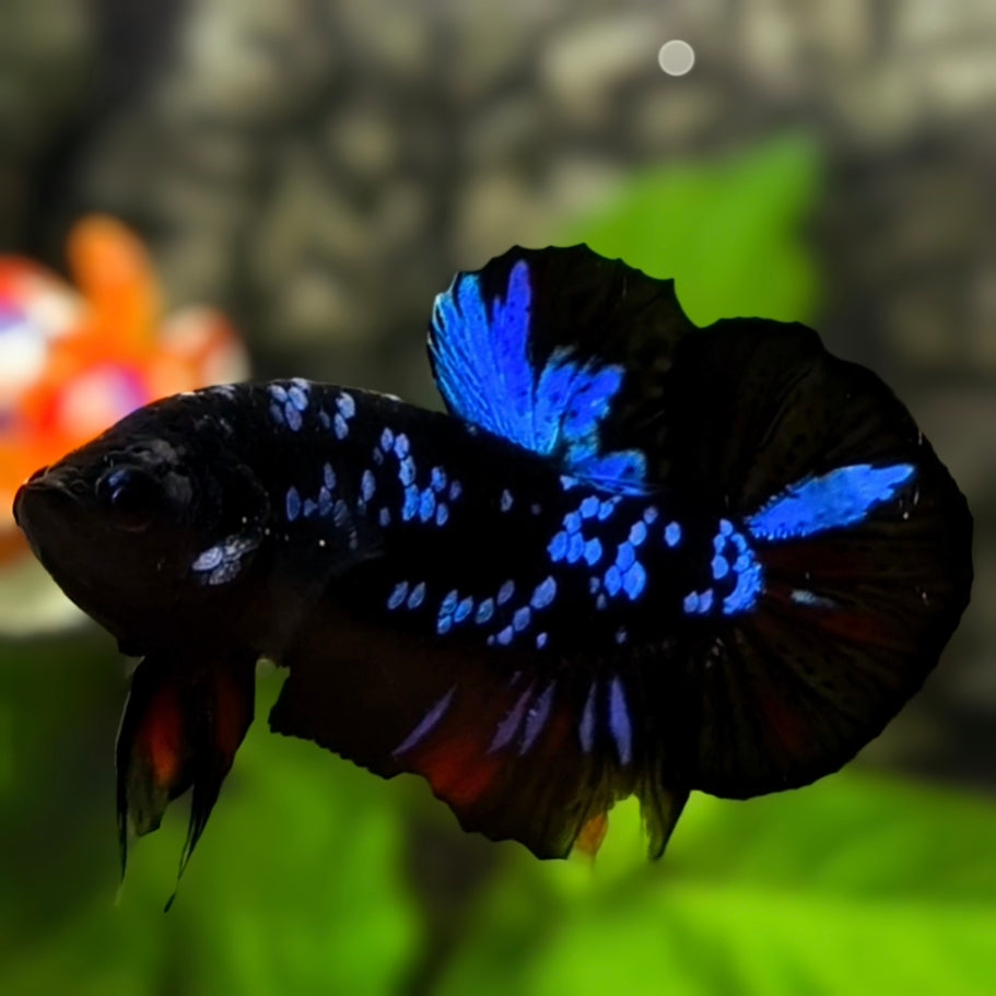 Avatar Blackstar Blue HMPK Betta Fish Male
