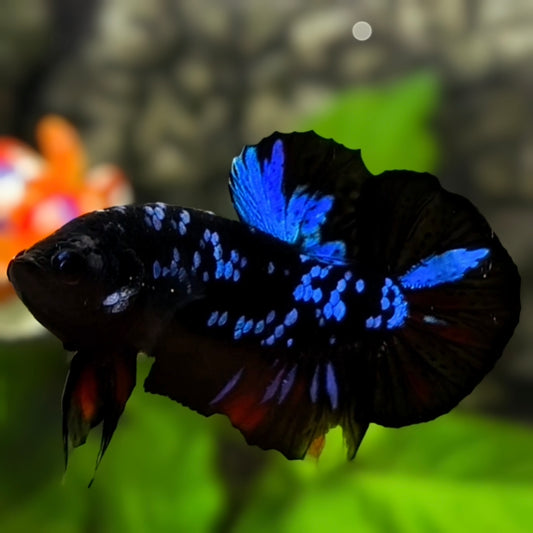 Avatar Blackstar Blue HMPK Betta Fish Male
