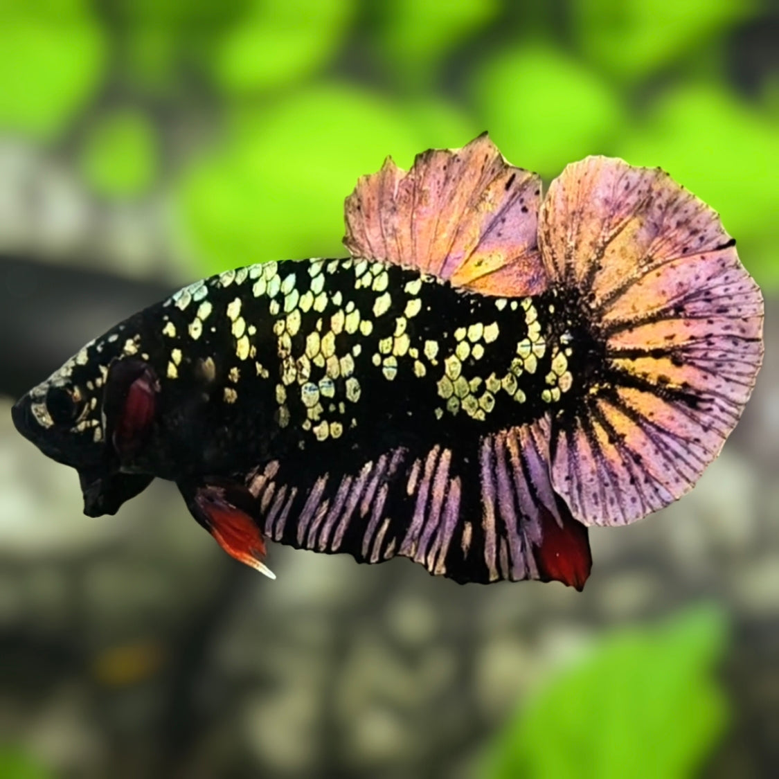 Avatar Copper Purple Gold HMPK Betta Fish Male