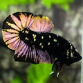 Avatar Blackstar Copper Purple Gold HMPK Betta Fish Male