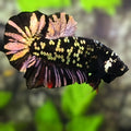 Avatar Blackstar Copper Purple Gold HMPK Betta Fish Male
