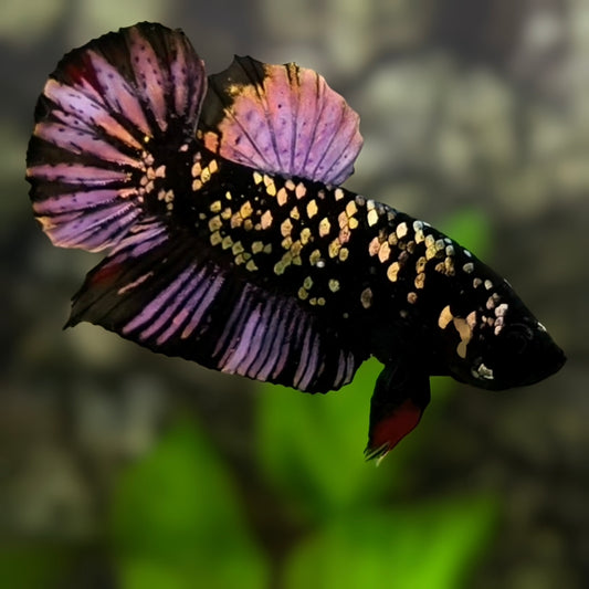 Avatar Blackstar Copper Purple Gold HMPK Betta Fish Male