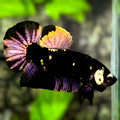 Avatar Blackstar Copper Purple Gold HMPK Betta Fish Male