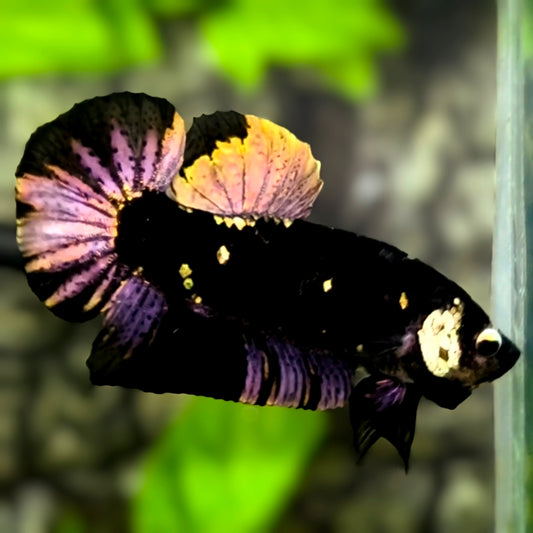 Avatar Blackstar Copper Purple Gold HMPK Betta Fish Male