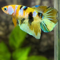 Yellow Tiger Barongsai Galaxy Halfmoon Betta Fish Female For Sorority / Breed #YKG
