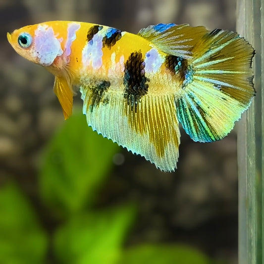 Yellow Tiger Barongsai Galaxy Halfmoon Betta Fish Female For Sorority / Breed #YKG
