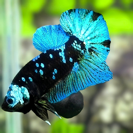 Avatar Turquoise HMPK Betta Fish Male