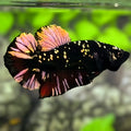 Avatar Blackstar Copper Gold HMPK Betta Fish Male