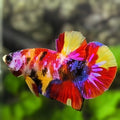 Multicolor Candy Galaxy HMPK Betta Fish Male
