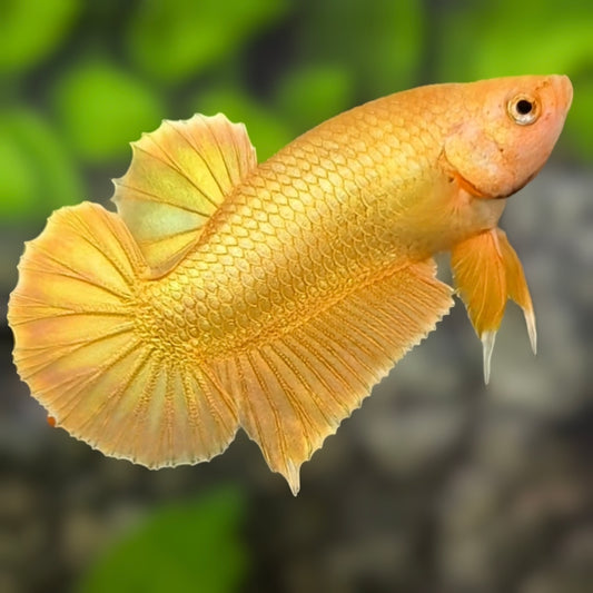 Solid Super Gold 24K HMPK Betta Fish Male