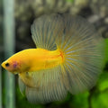Solid Yellow Halfmoon Betta Fish Male