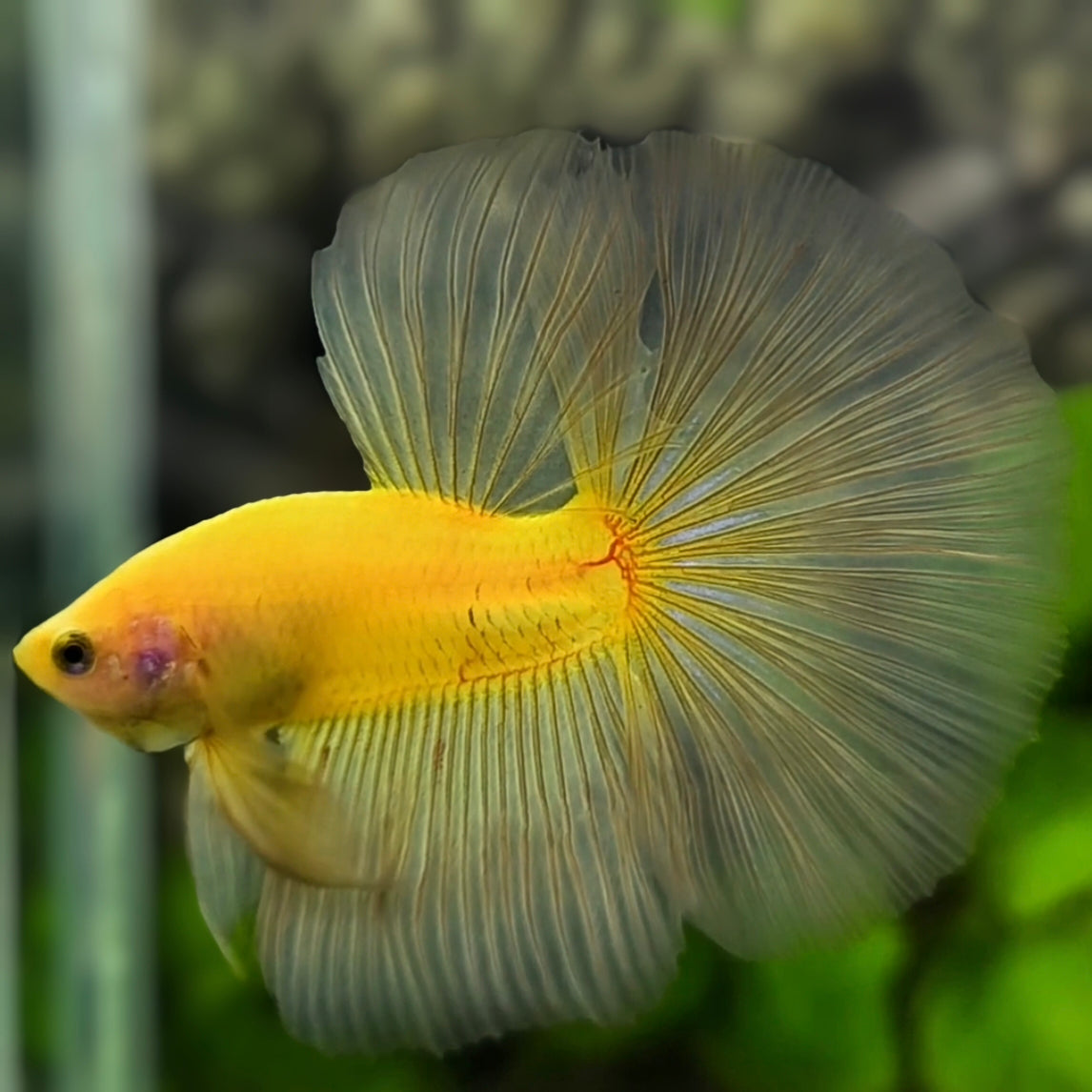 Solid Yellow Halfmoon Betta Fish Male