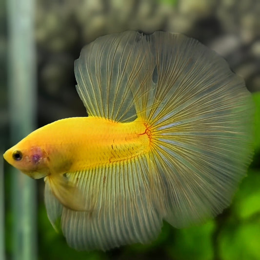 Solid Yellow Halfmoon Betta Fish Male