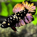 Avatar Blackstar Copper Purple Gold HMPK Betta Fish Male
