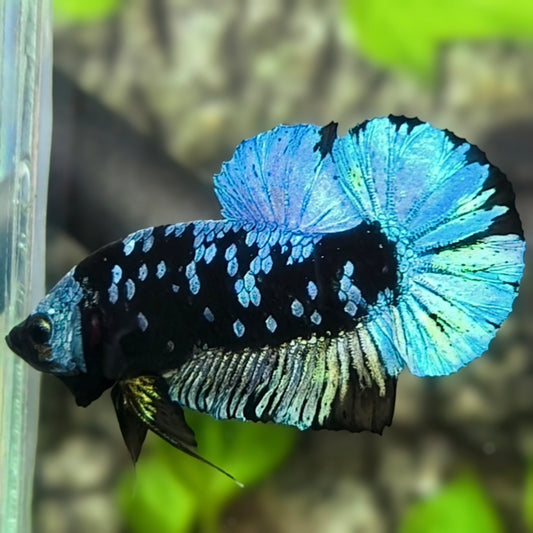 Avatar Turquoise HMPK Betta Fish Male