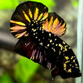 Avatar Blackstar Copper Gold HMPK Betta Fish Male