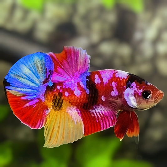 Multicolor Candy Pink Galaxy HMPK Betta Fish Male