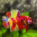 Multicolor Candy Koi Galaxy HMPK Betta Fish Male