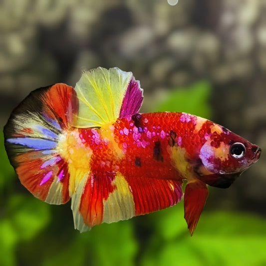 Multicolor Candy Koi Galaxy HMPK Betta Fish Male