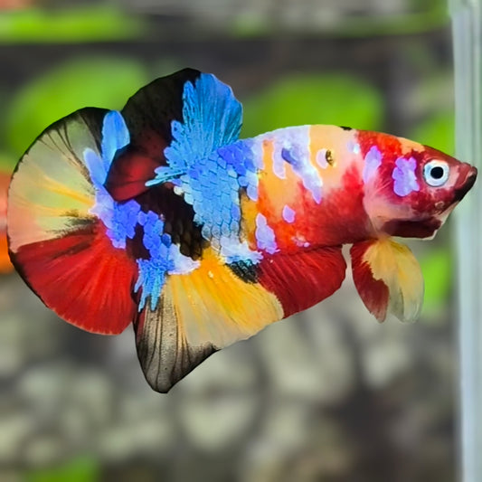 Multicolor Galaxy HMPK Betta Fish Male