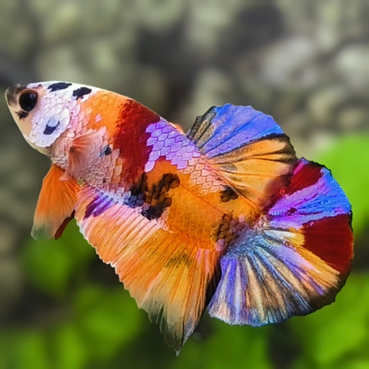 Multicolor Candy Galaxy HMPK Betta Fish Male