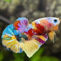 Multicolor Galaxy HMPK Betta Fish Male