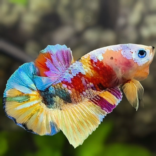 Multicolor Galaxy HMPK Betta Fish Male