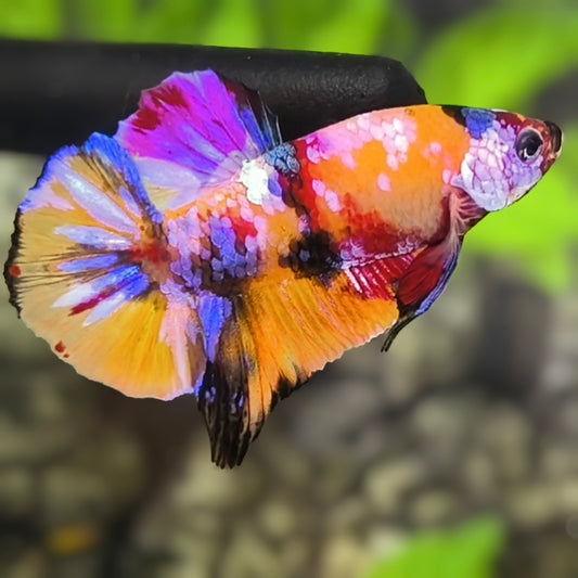 Multicolor Candy Galaxy HMPK Betta Fish Male