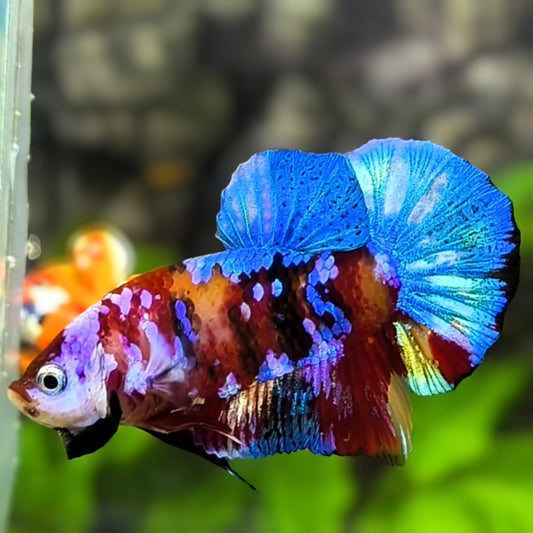 Multicolor Galaxy HMPK Betta Fish Male
